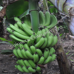 Manufacturers Exporters and Wholesale Suppliers of Fresh Green Cavendish Banana Aurangabad Maharashtra
